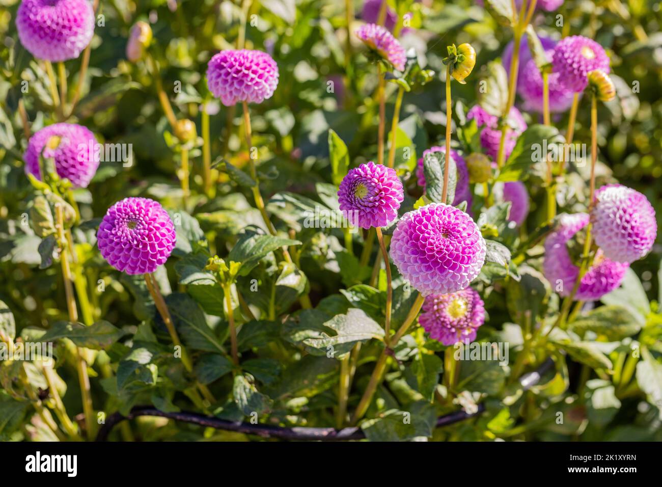 Dahlia „Franz Kafka“ blüht im Spätsommer, England, UK Stockfoto