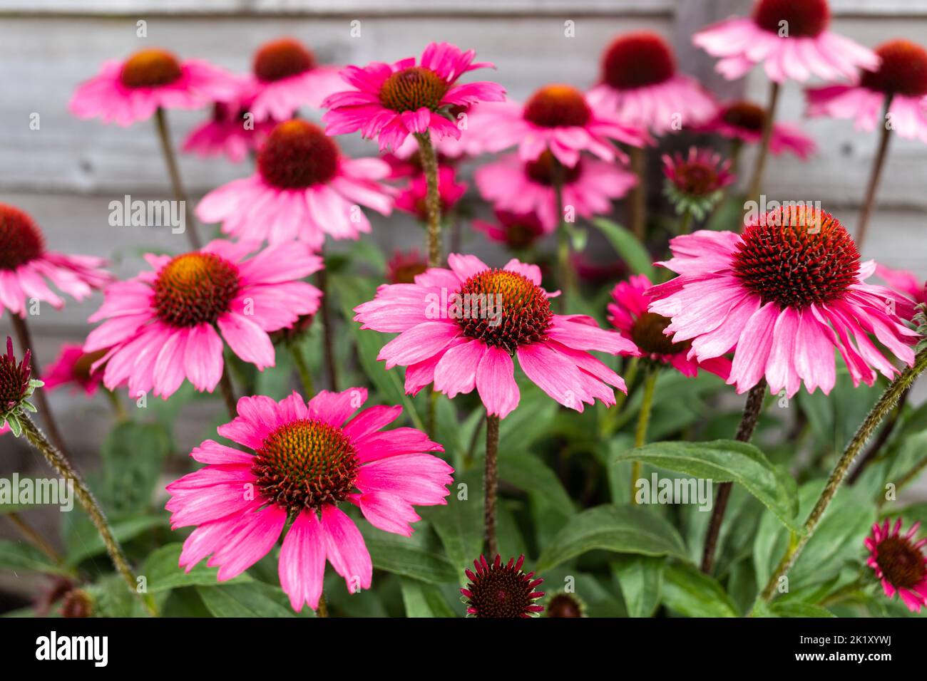 Echinacea „Sensation Pink“ blüht im Spätsommer, England, Großbritannien Stockfoto