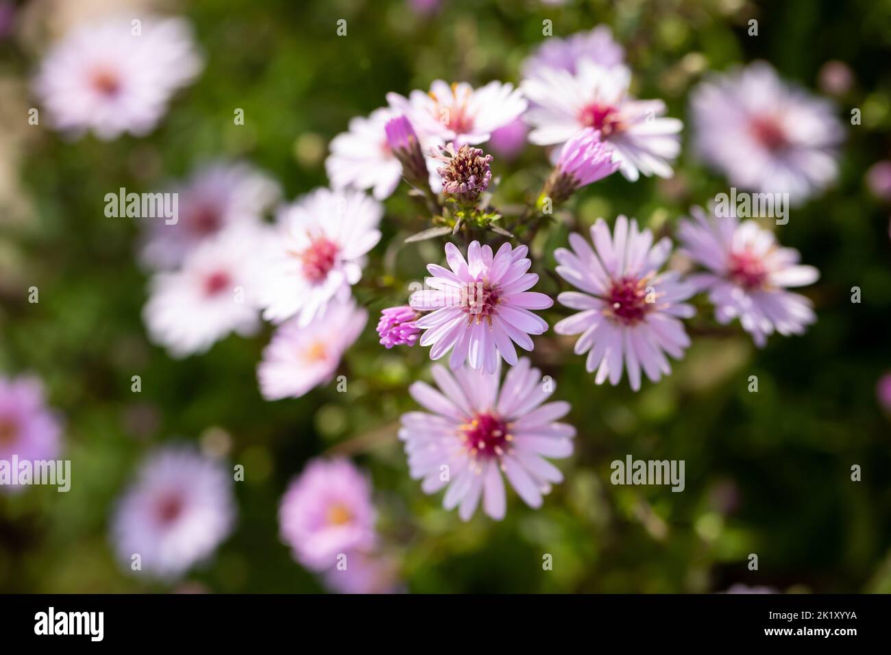 Aster Small-Ness-Blüten in der Nähe im frühen Herbst, England, Großbritannien Stockfoto