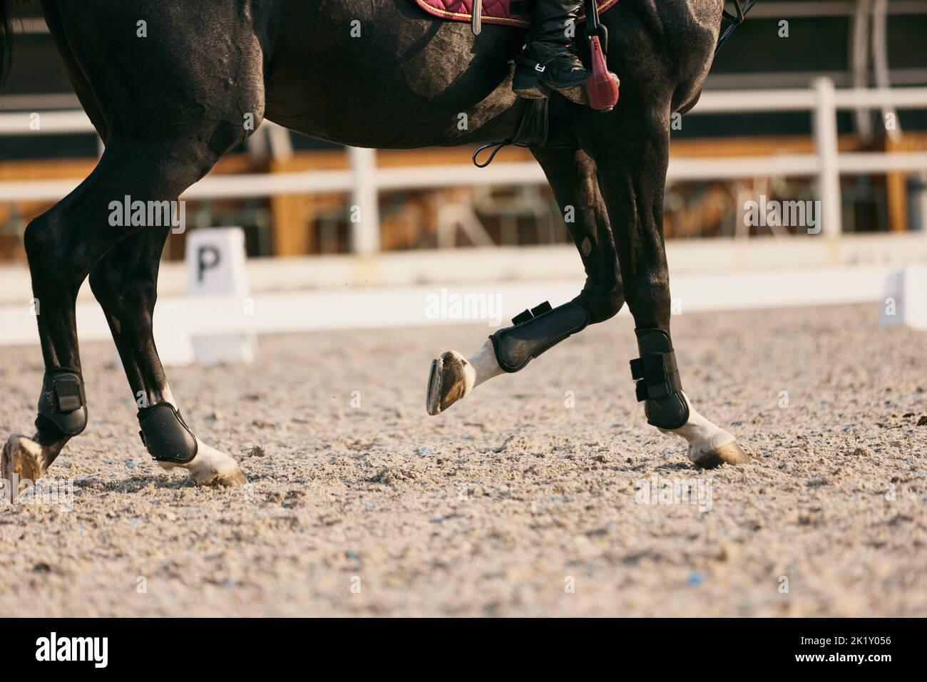 Füße Sport Pferd laufen auf Sand Reitplatz, im Freien. Pferdesport. Dressur der Pferde in der Arena. Stockfoto