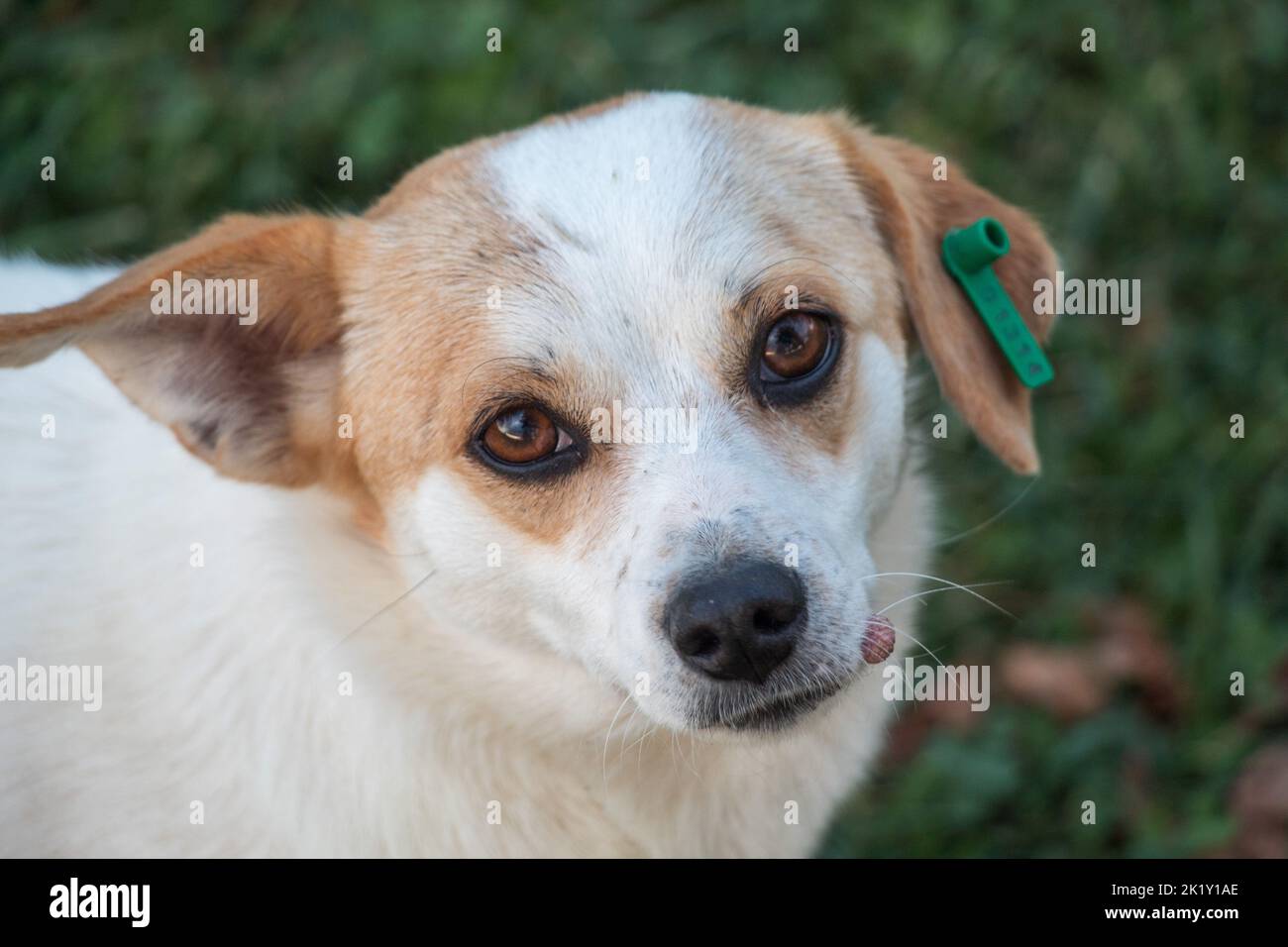 Ein kleiner süßer Hund mit einem grünen Ohrring im Ohr, selektiver Fokus Stockfoto