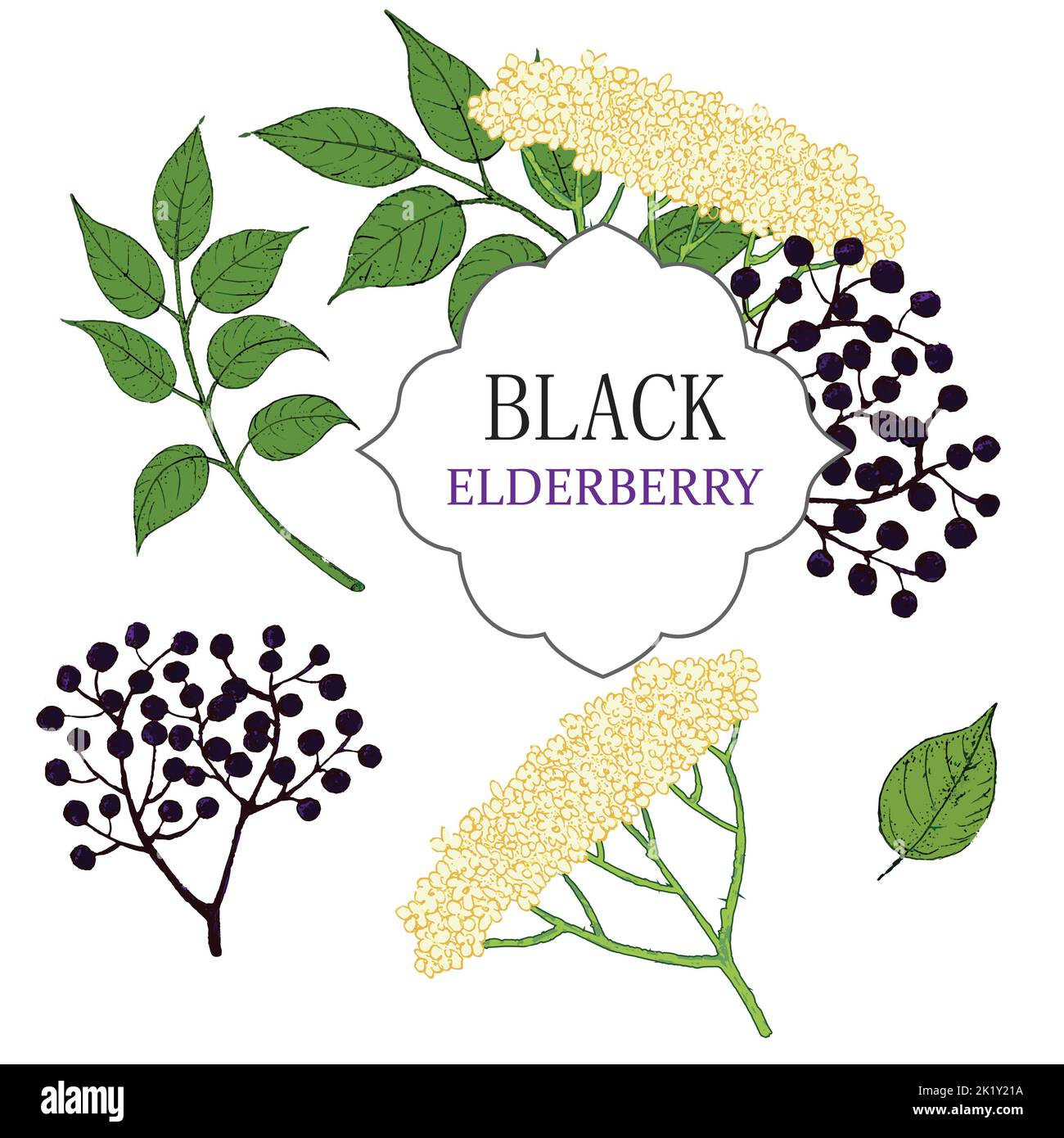 Sammlung von Holunderbeeren schwarzen Zweig der Holunderbeere , Beeren, Blumen und Blätter. Vektorgrafik handgezeichnete Illustration Stock Vektor