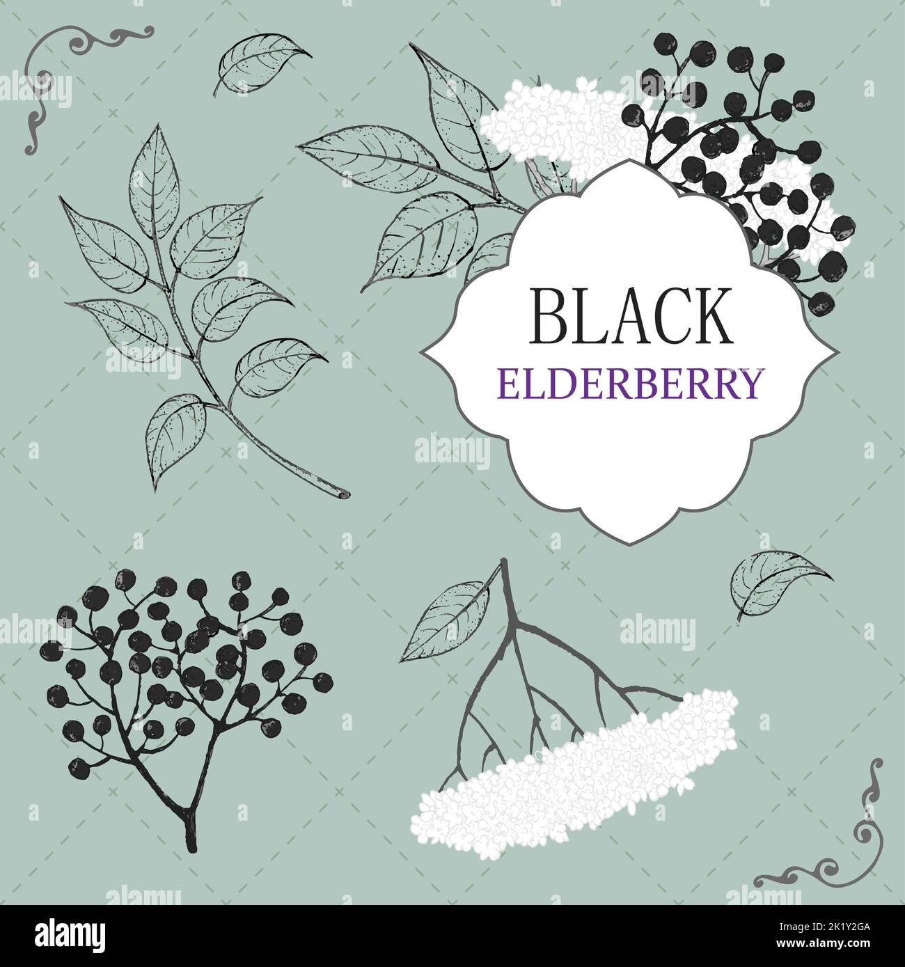 Sammlung von Holunderbeeren schwarzen Zweig der Holunderbeere , Beeren, Blumen und Blätter. Vektorgrafik handgezeichnete Illustration Stock Vektor