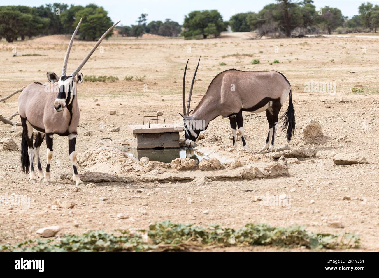 Oryx oder Gemsbok Paar (Oryx Gazella) trinken Wasser an einem kleinen Wasserloch im Kgalagadi Transfrontier Nationalpark, Südafrika Konzept Wildtiere Stockfoto