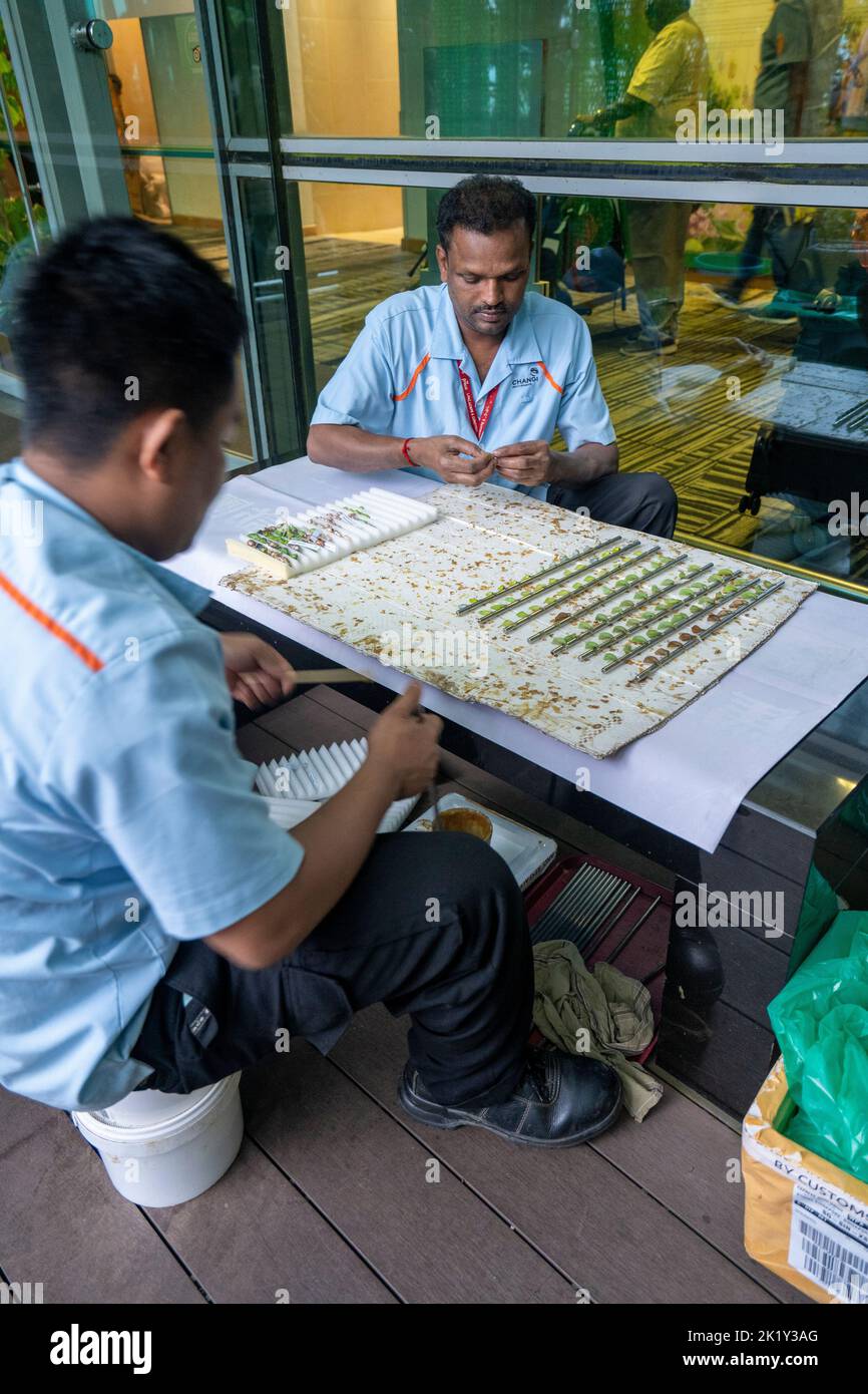 Arbeiter, die Schmetterlingschrysalis im Schmetterlingsgarten, Changi International Airport, vorbereiten. Singapur Stockfoto