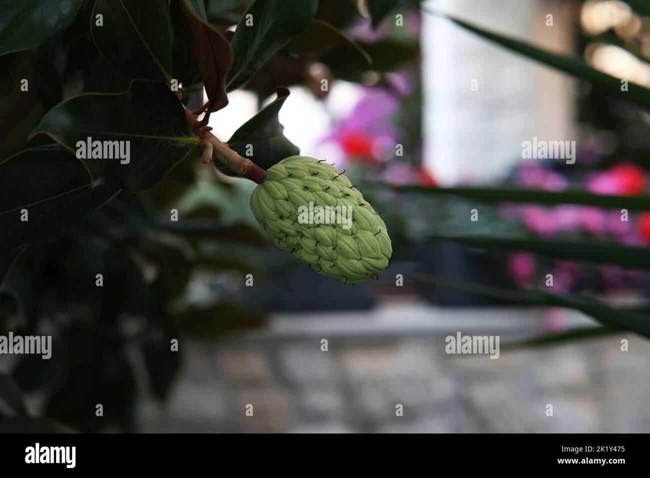 Große kegelförmige Magnolienfrucht auf unscharfem Hintergrund. Stockfoto