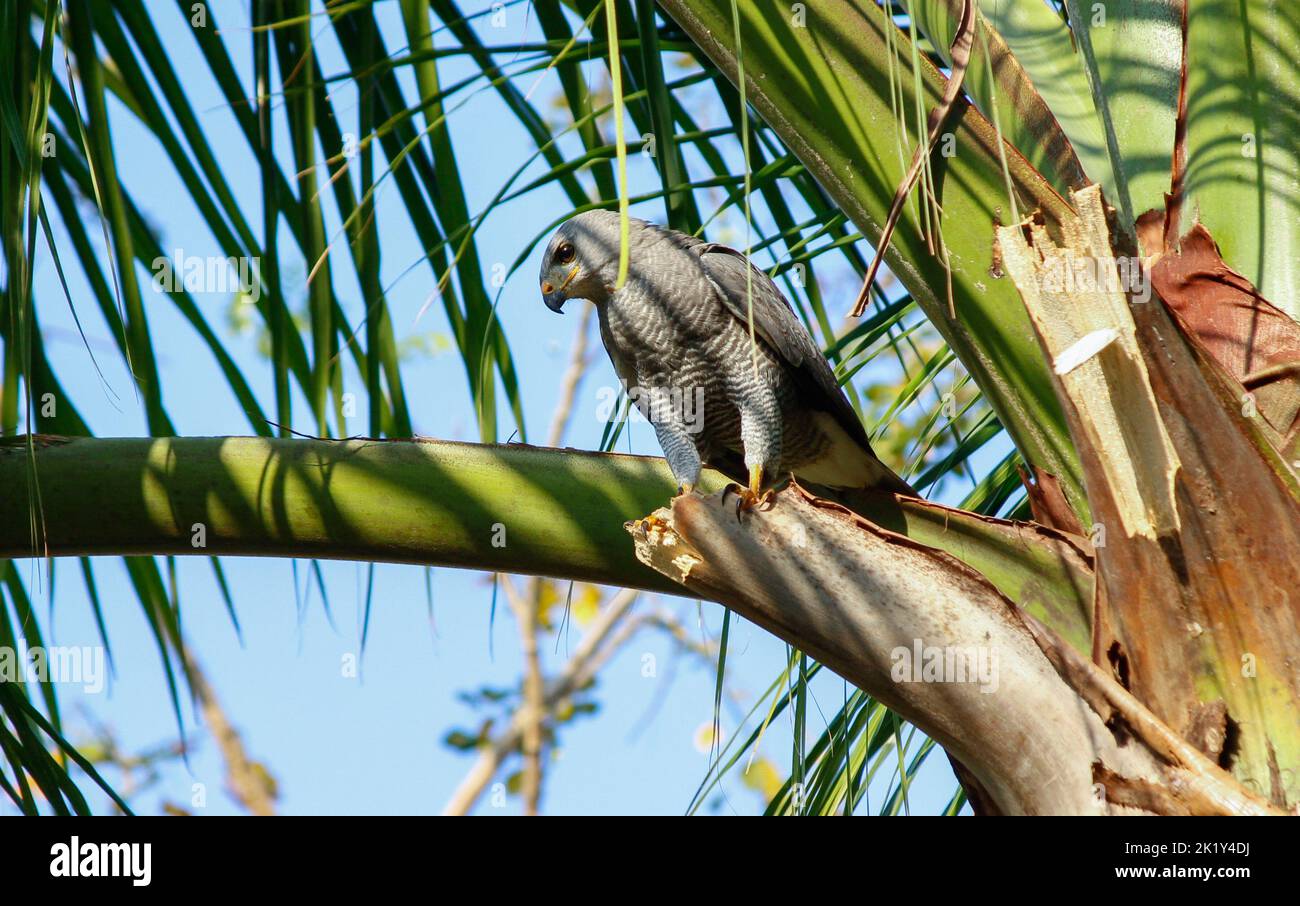 In Guanacaste, Costa Rica, sitzt ein grauer Falke in einem Baum, der nach Beute Ausschau gehalten hat. Palmwedel stehen für die tropische Umgebung. Stockfoto