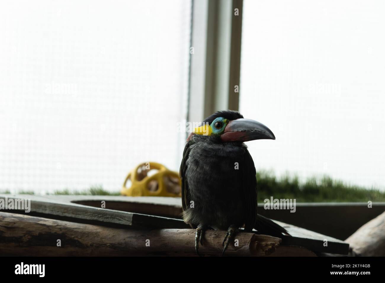 Ein guyana-Tucanet im Niagara-Vogelreich; ein farbenfroher tropischer Vogel, der einem Pinguin ähnelt. Stockfoto