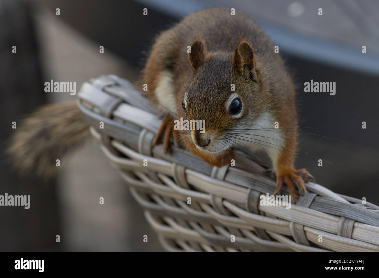 Ein rotes Eichhörnchen balanciert auf einem Terrassenstuhl; die Natur passt sich der menschlichen Gegenwart an. Stockfoto