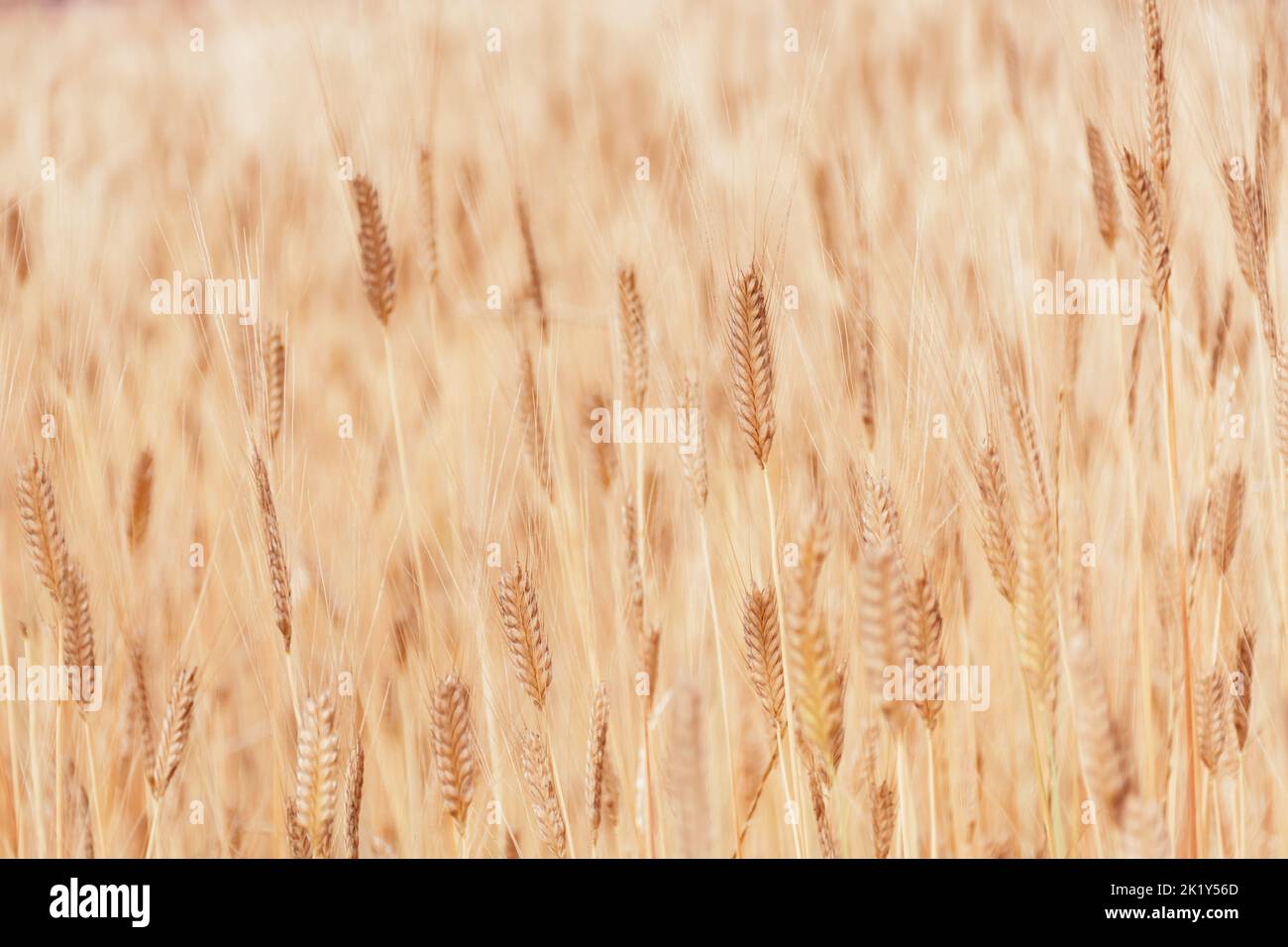 Defokussieren des Feldes der goldenen Ähren des Mais. Weizen ukrainische Landwirtschaft. Struktur der Körnung als Hintergrund für Ihr Design mit Copy Space für Text. Stockfoto