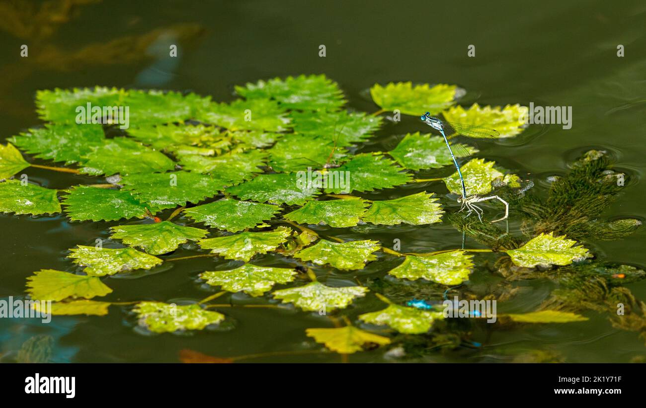 Die essbaren Wasserkastanien im donaudelta in rumänien Stockfoto