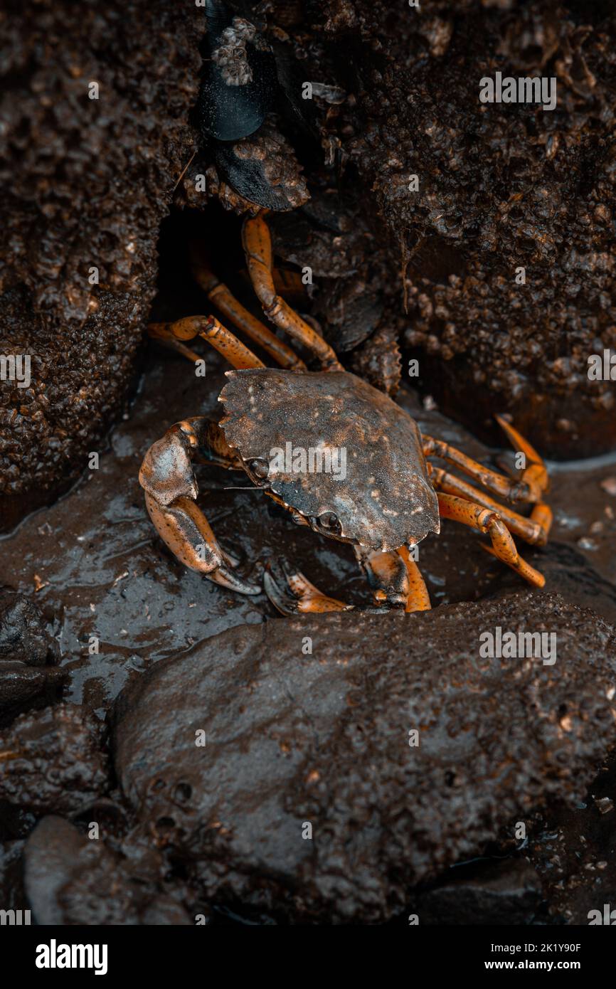 Krabbe Krebs im Watt Wattenmeer Nordsee Krabbenschlamm flach Stockfoto