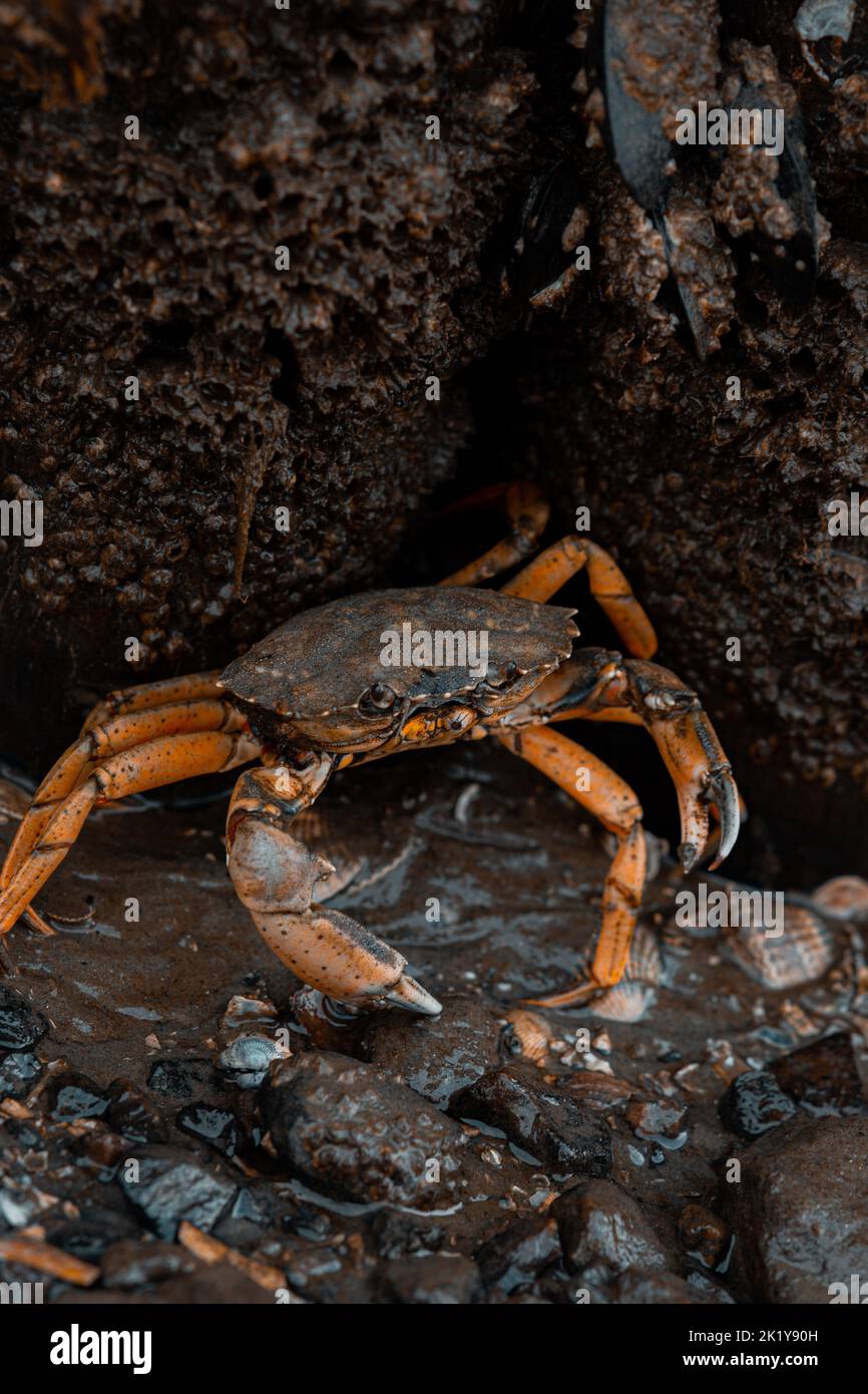Krabbe Krebs wandert durch Watt im Wattenmeer Nordsee Krabbe durch Schlamm flach Stockfoto