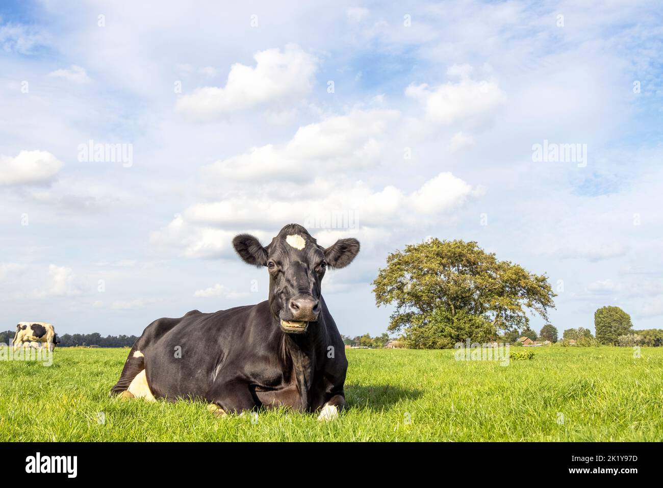 Liegende Kuh, die sich hinlegt, kaut, auf einer Weide und mit Kopierraum, auf dem Feld entspannt und glücklich, in Holland Stockfoto