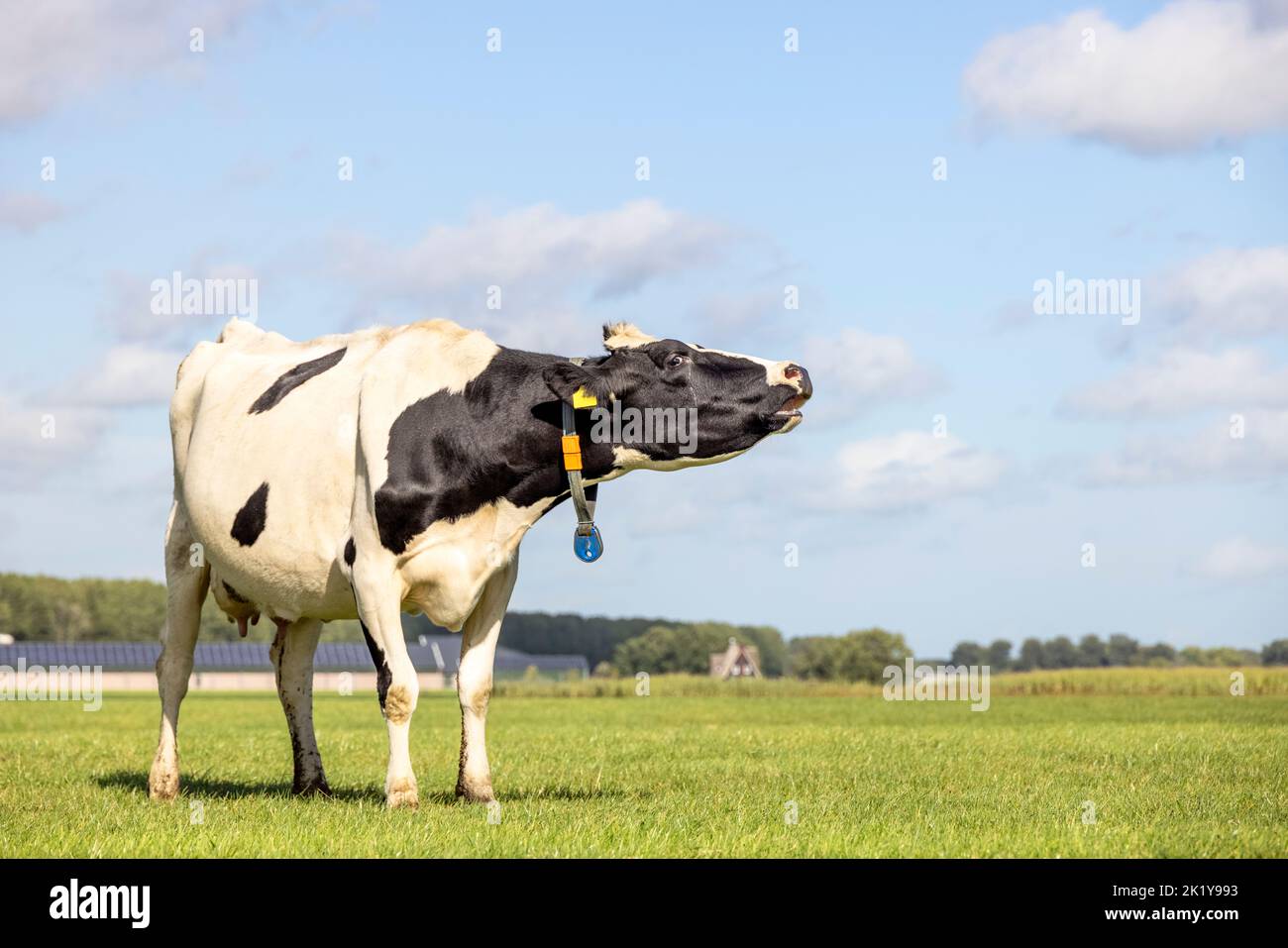 Jagende Kuh mit schwarzen Punkten, die auf einem Feld stehen, ganz im Blickfeld, verzweifelt Stockfoto