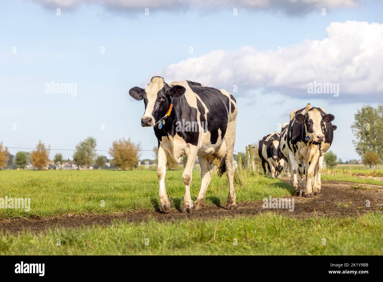 Kühe, die auf einem Weg zum Melkstand laufen, glücklich an sonnigen Tagen, in einer Reihe, Herde von Schwarz und Weiß, mit Wolken am Himmel Stockfoto