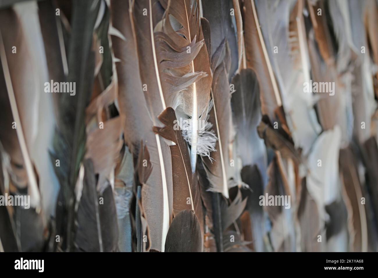 Alle Arten von Aagle-Federn an einer Wand. Stockfoto