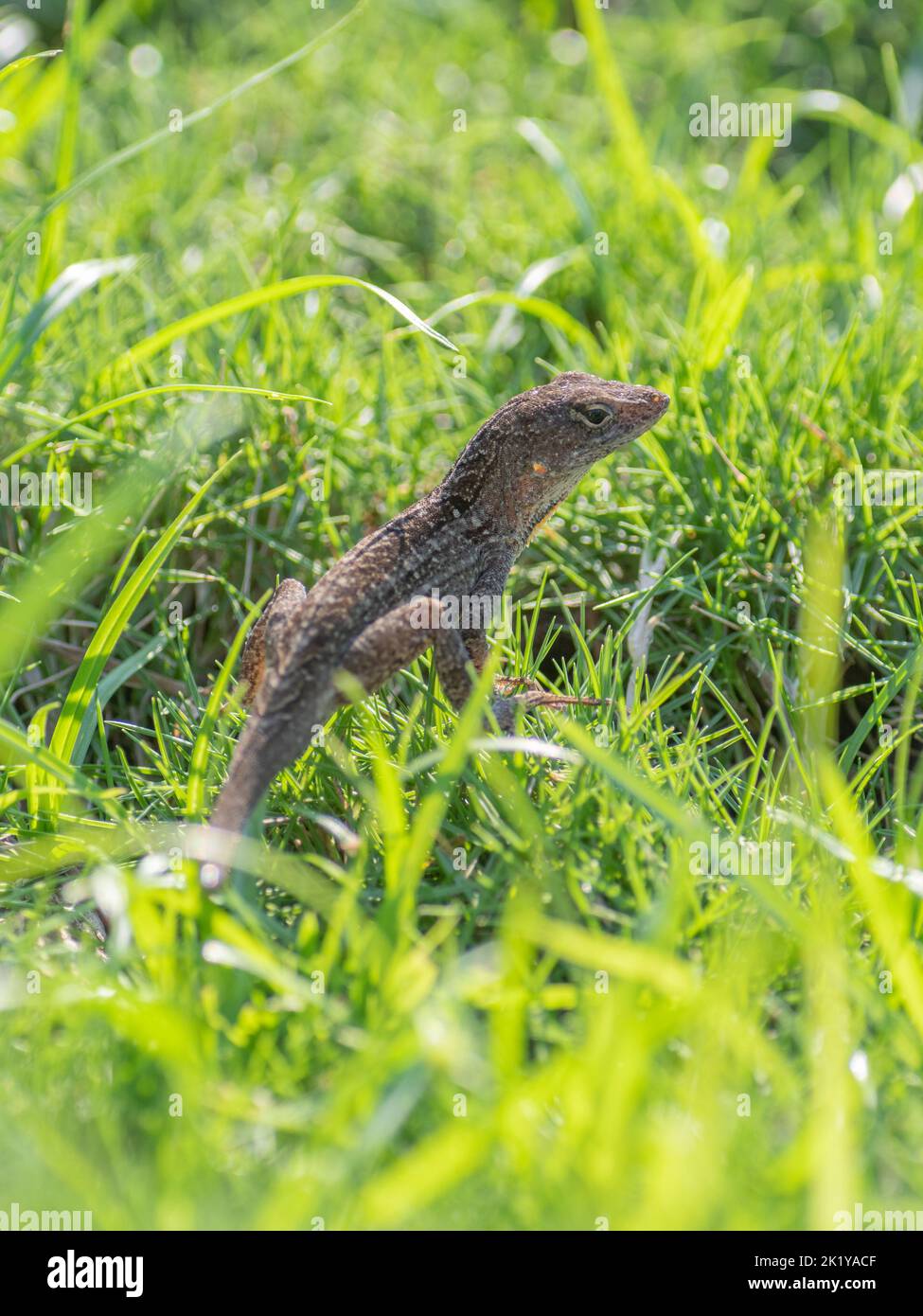 Muster- und Texturdetails einer braunen Anole, die auf grünem Gras im Garten sitzt. Stockfoto