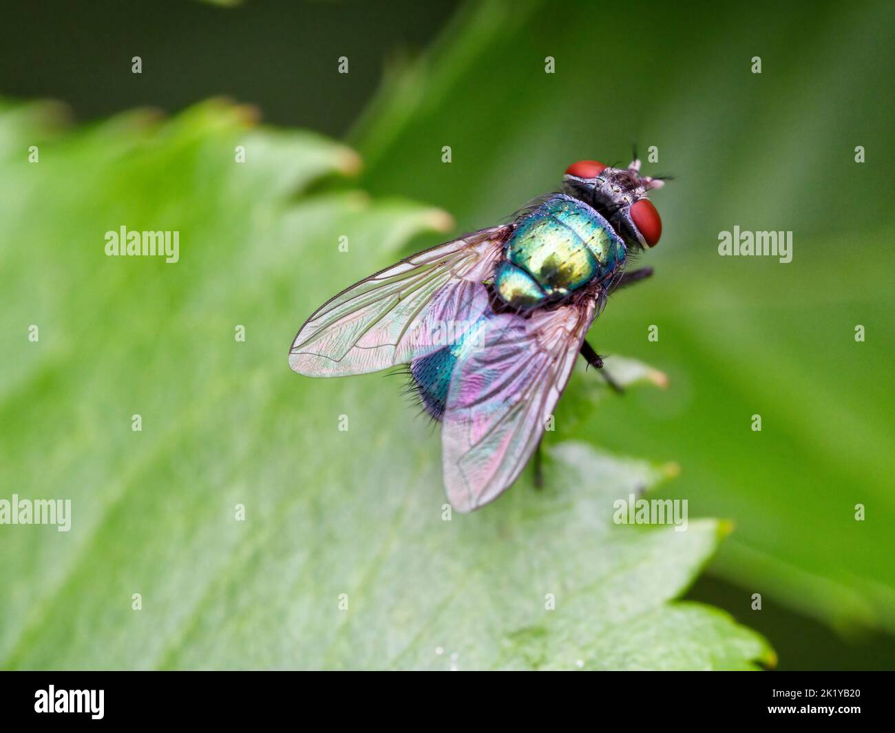 Saubere Nahaufnahme einer gewöhnlichen Greenbottle Fliege - lucilla caesar - auf einem Blatt an einem sonnigen Herbstnachmittag. Stockfoto