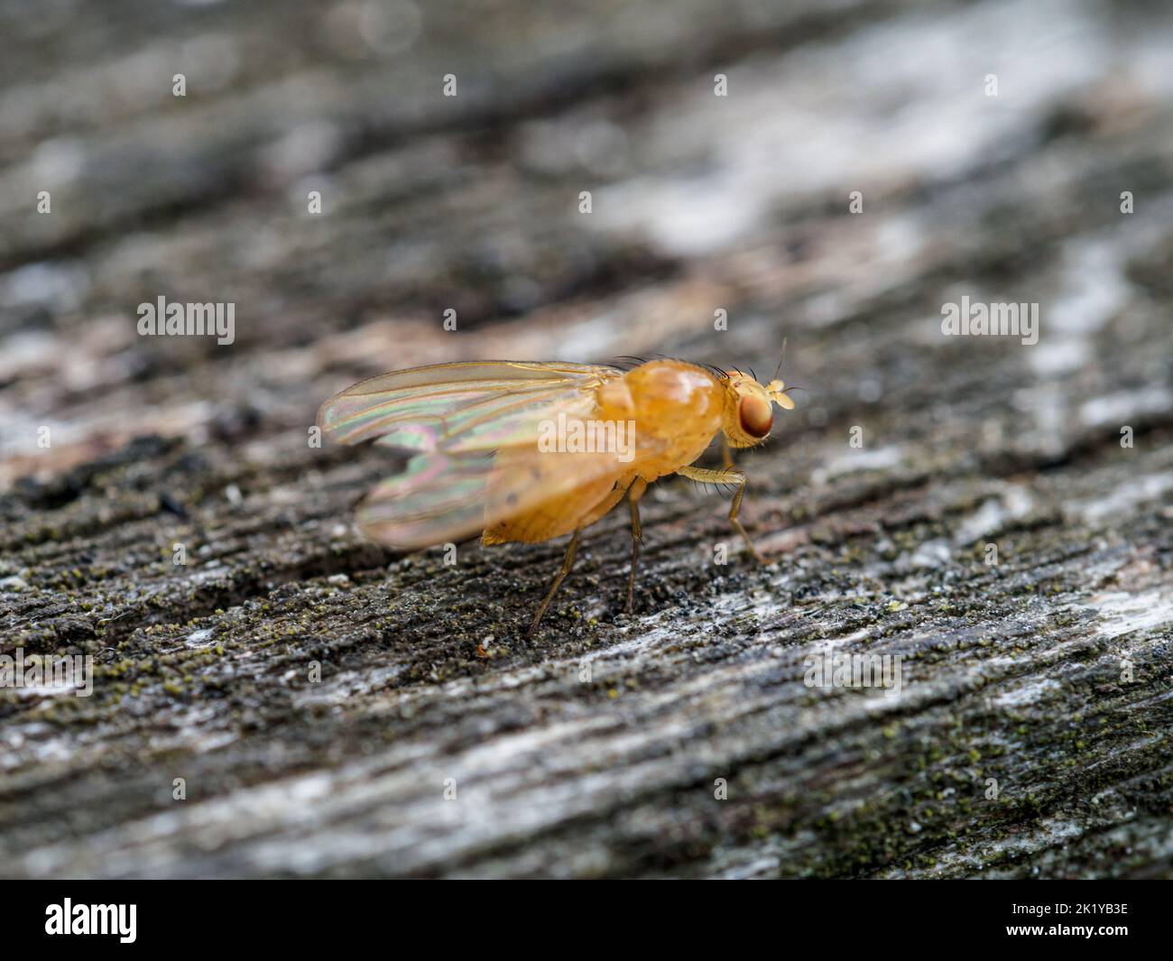 Nahaufnahme-Makroaufnahme einer einzigen Fruchtfliege (Drosophila melanogaster) mit durchsichtigen Flügeln, die auf einer strukturierten Holzoberfläche ruht. Stockfoto