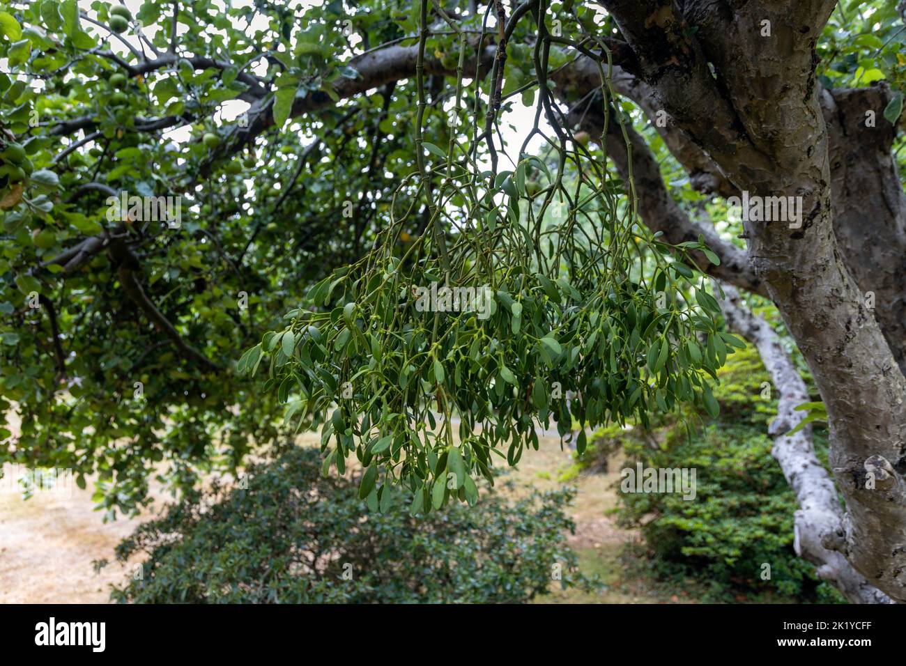 Mistel wächst auf einem Apfelbaum Stockfoto