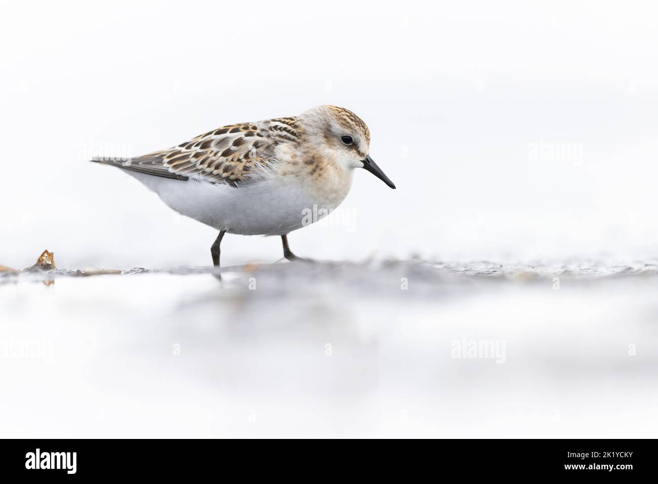 Ein kleiner Stint (Calidris minuta), der während der Herbstwanderung auf Nahrungssuche war. Stockfoto