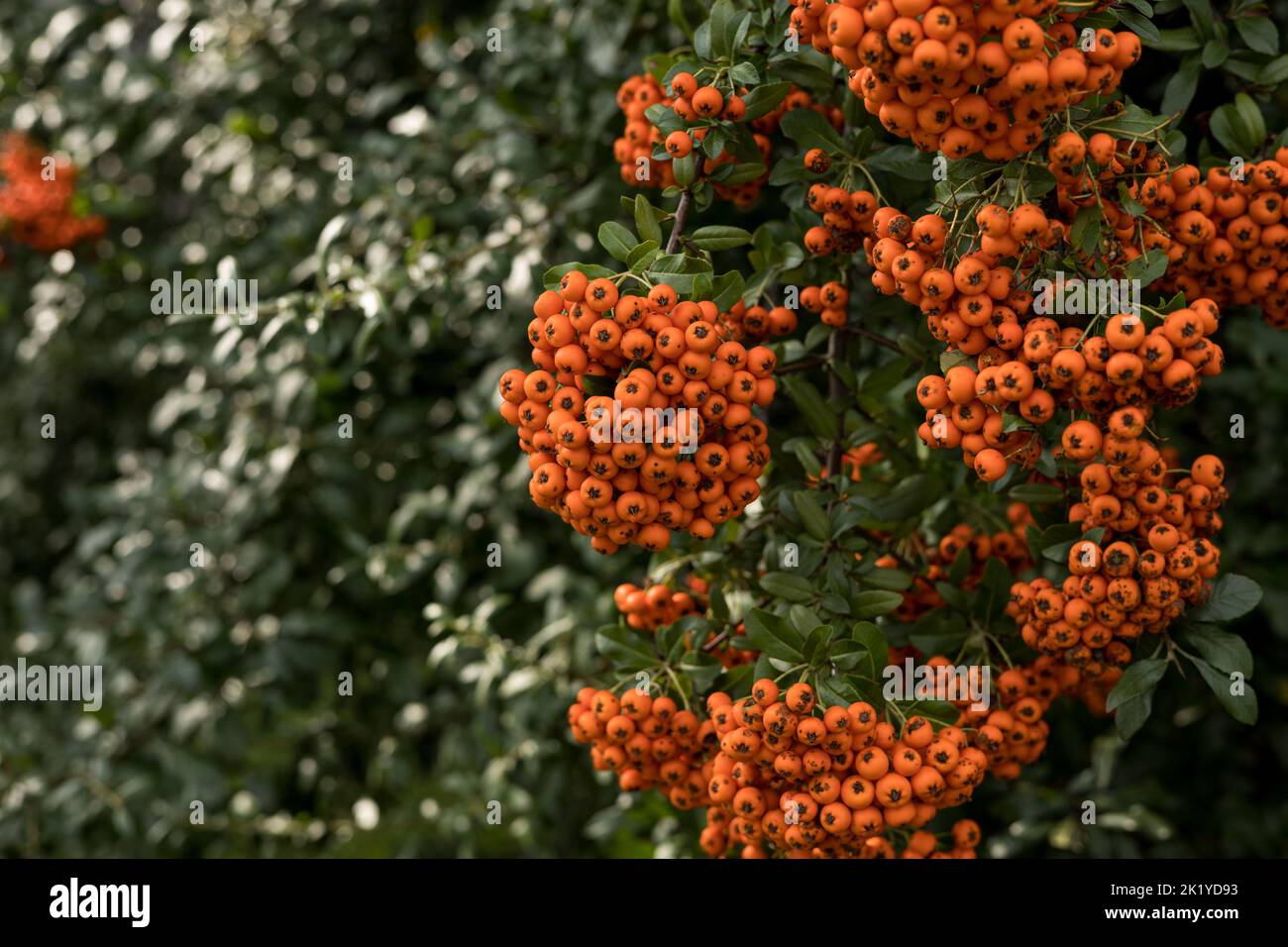 Reife feuerdornfrüchte (Pyramicantha coccinea) auf einem Ast. Stockfoto