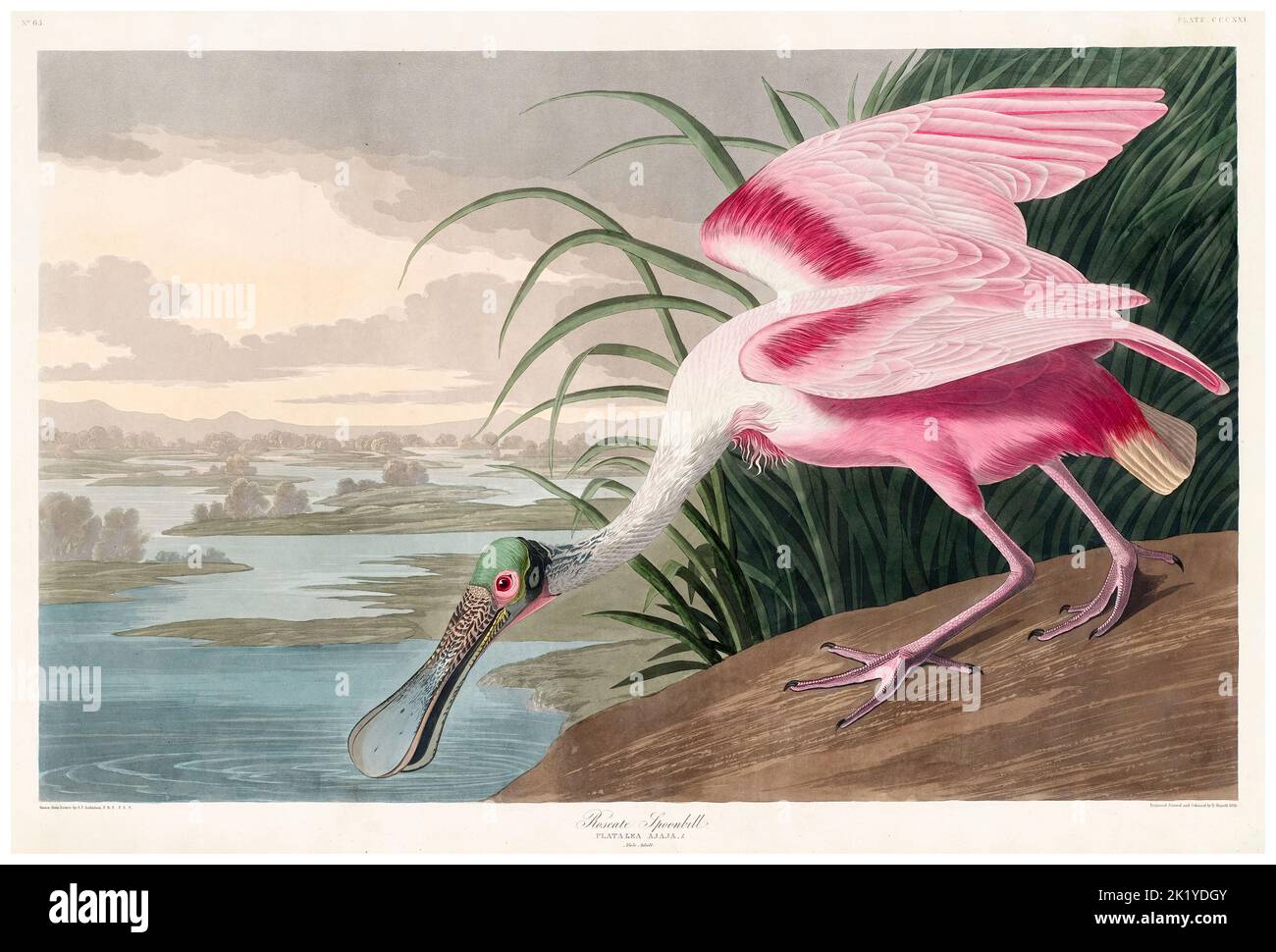 Roseate Spoonbill (Platalea Ajaja), Aquatinta-Druckstich von Robert Havell Jr nach John James Audubon, 1836 Stockfoto