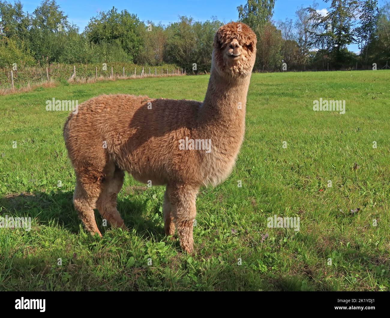 Alpaca Farming ein Interessantes alternatives Unternehmen, in Woodlands Alpaca Farm, Stockport Rd, Thelwall, Warrington, Cheshire, ENGLAND, GROSSBRITANNIEN, WA4 2TB Stockfoto