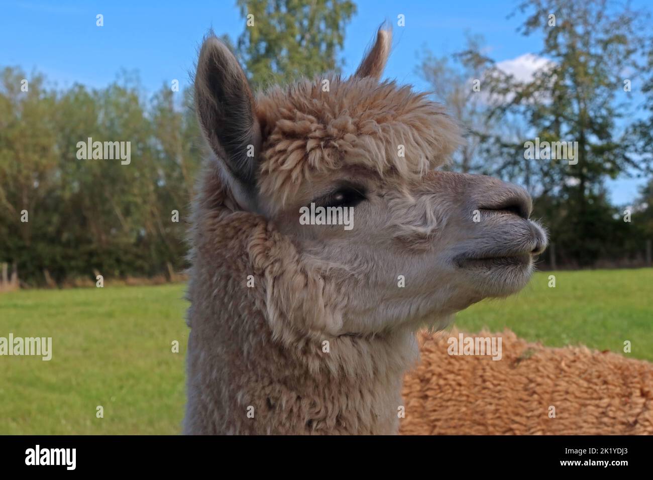 Alpaca Farming ein Interessantes alternatives Unternehmen, in Woodlands Alpaca Farm, Stockport Rd, Thelwall, Warrington, Cheshire, ENGLAND, GROSSBRITANNIEN, WA4 2TB Stockfoto
