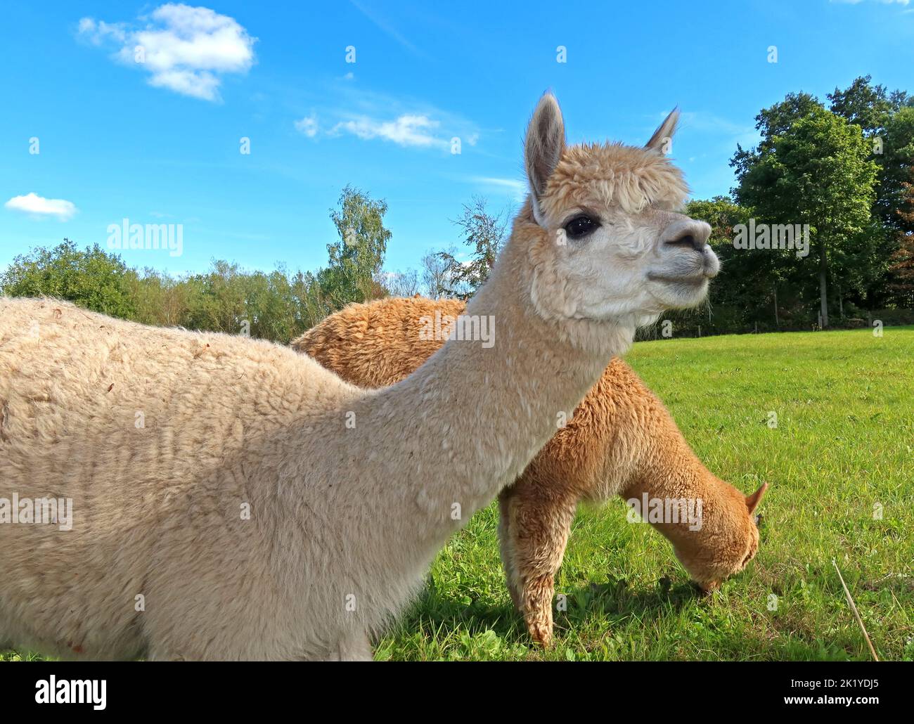 Alpaca Farming ein Interessantes alternatives Unternehmen, in Woodlands Alpaca Farm, Stockport Rd, Thelwall, Warrington, Cheshire, ENGLAND, GROSSBRITANNIEN, WA4 2TB Stockfoto