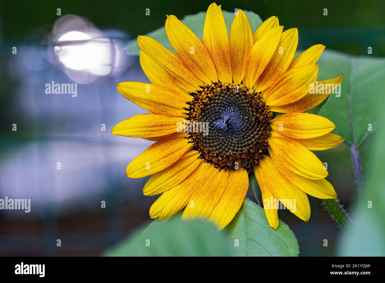 Sonnenblume. Stockfoto