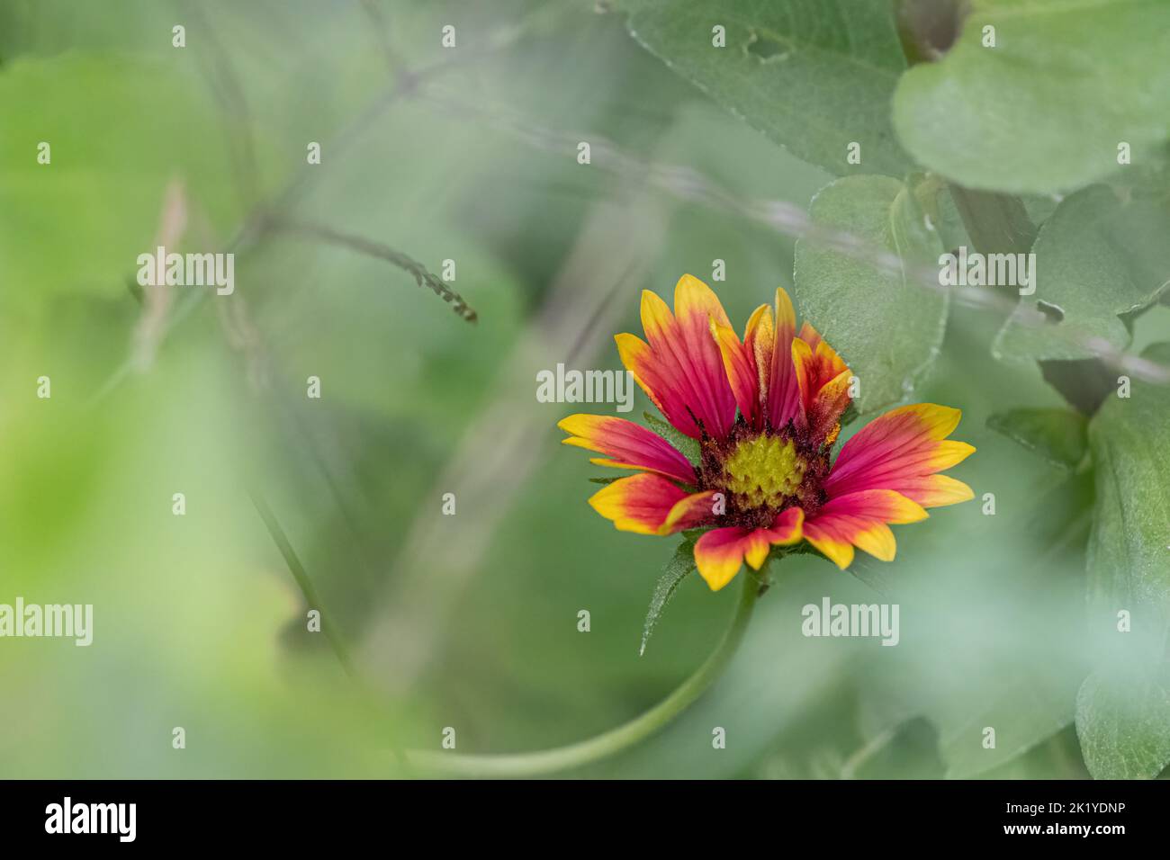 Indische Decke Blume. Stockfoto