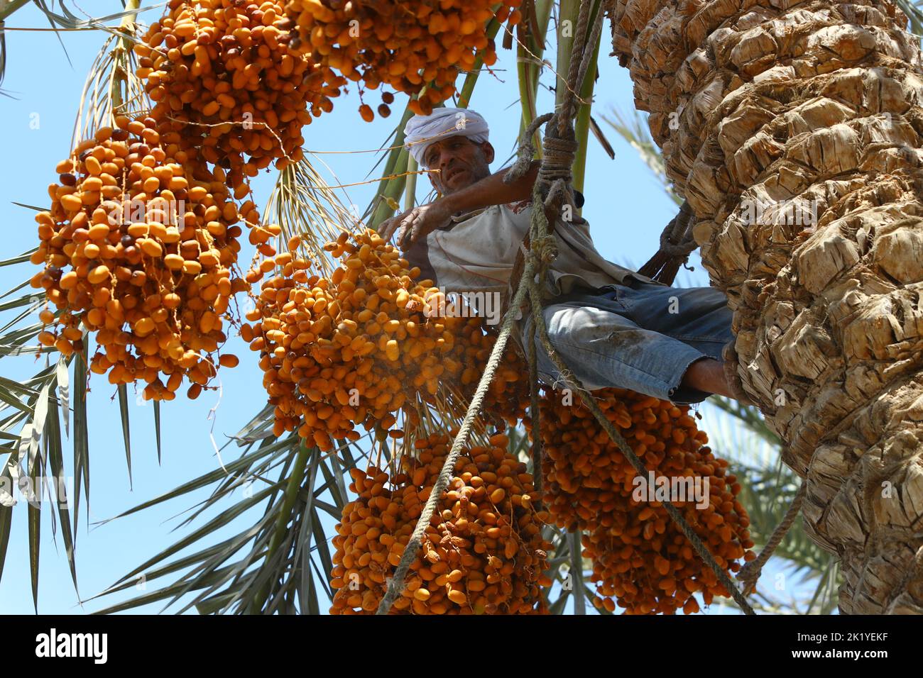 Gizeh, Ägypten. 21. September 2022. Ein Bauer erntet am 21. September 2022 im Dorf Dahshur in Giza, Ägypten. Die Erntezeit in Ägypten hat begonnen. Das Datum ist für viele Landwirte hier eine wichtige Nahrung und Einkommensquelle. Quelle: Ahmed Gomaa/Xinhua/Alamy Live News Stockfoto