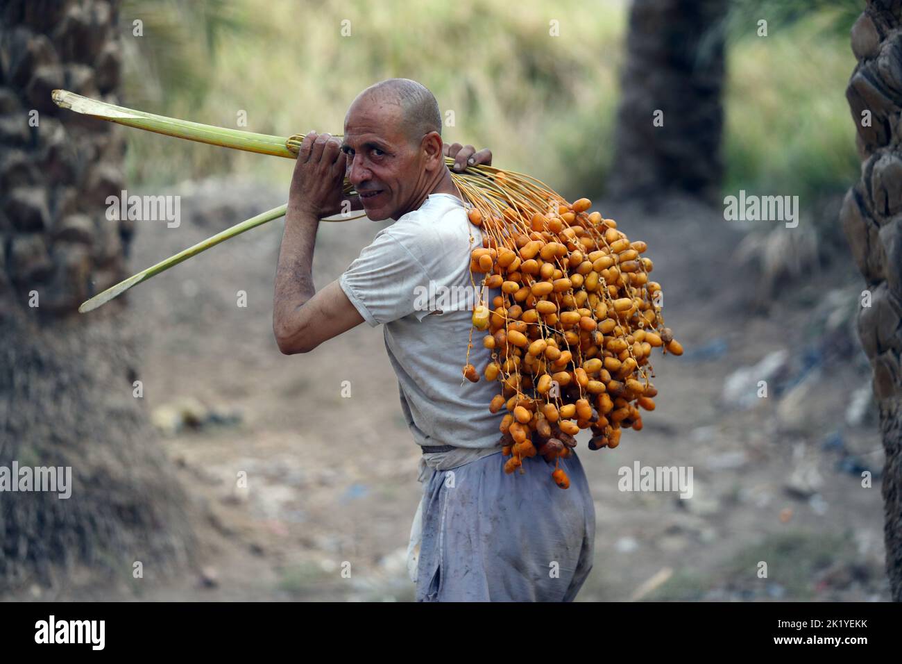 Gizeh, Ägypten. 21. September 2022. Der Bauer trägt am 21. September 2022 frisch geerntete Datteln von einem Baum im Dorf Dahshur in Giza, Ägypten. Die Erntezeit in Ägypten hat begonnen. Das Datum ist für viele Landwirte hier eine wichtige Nahrung und Einkommensquelle. Quelle: Ahmed Gomaa/Xinhua/Alamy Live News Stockfoto
