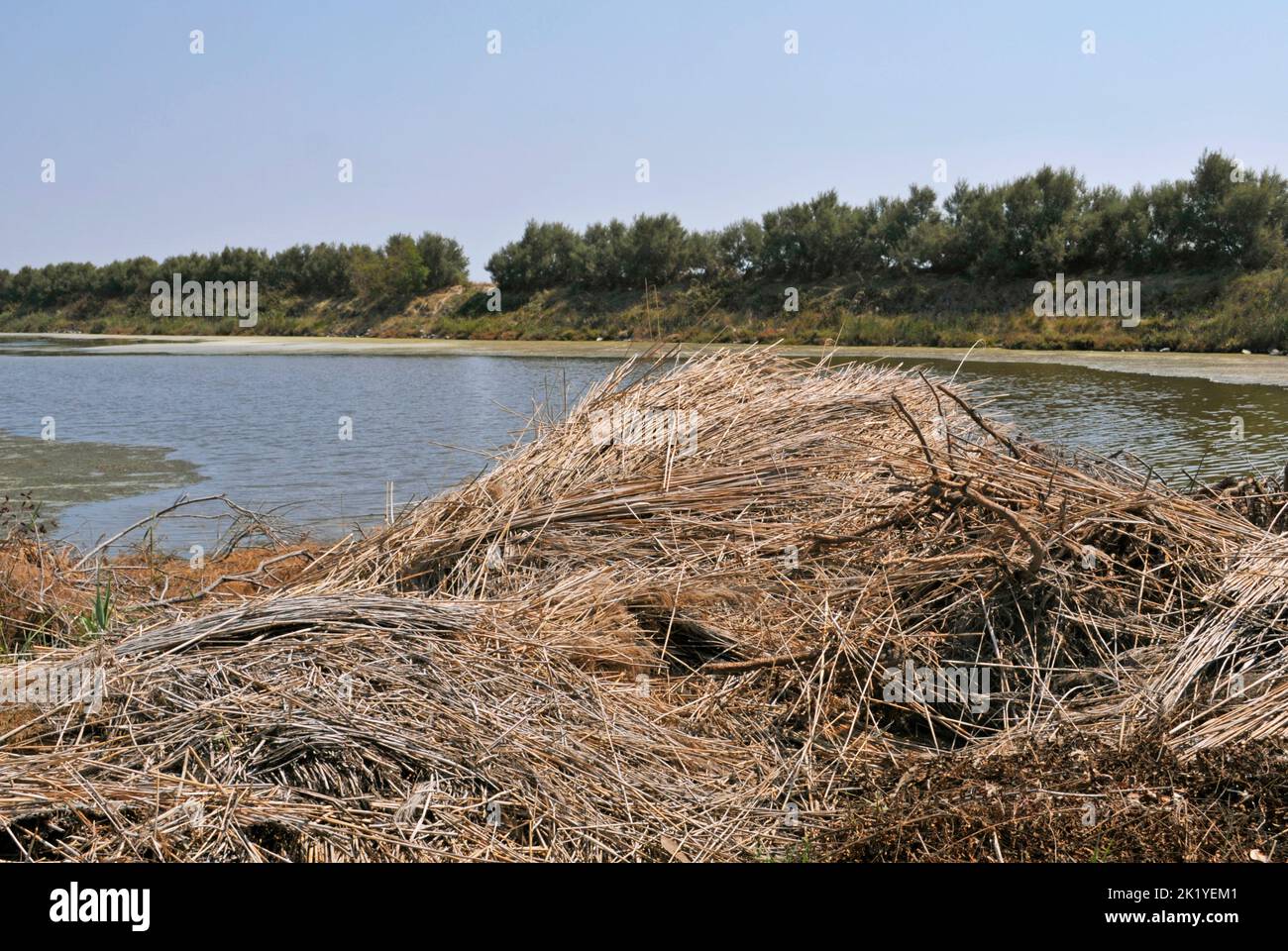Haufen von trockenem Schilf, Po-Flussdelta, Region Venetien, Italien Stockfoto