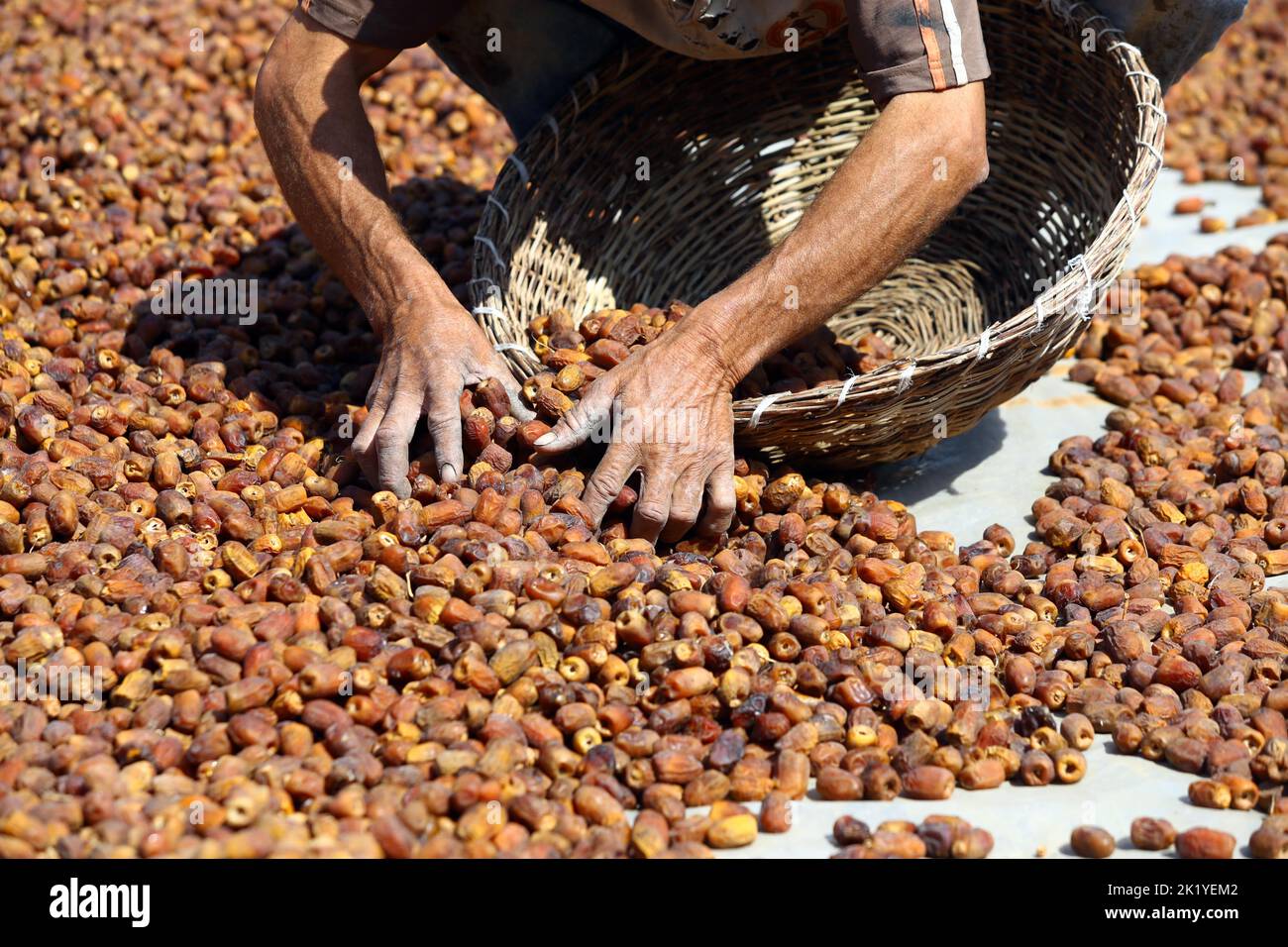 Gizeh, Ägypten. 21. September 2022. Ein Bauer trocknet Datteln im Dorf Dahshur in Giza, Ägypten, am 21. September 2022. Die Erntezeit in Ägypten hat begonnen. Das Datum ist für viele Landwirte hier eine wichtige Nahrung und Einkommensquelle. Quelle: Ahmed Gomaa/Xinhua/Alamy Live News Stockfoto