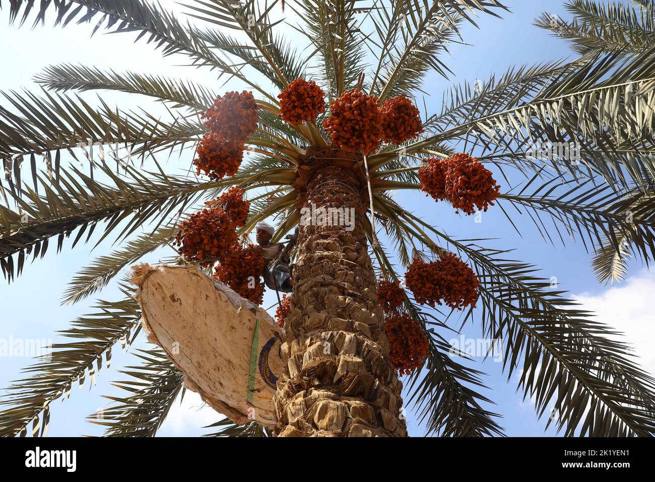 Gizeh, Ägypten. 21. September 2022. Ein Bauer erntet am 21. September 2022 im Dorf Dahshur in Giza, Ägypten. Die Erntezeit in Ägypten hat begonnen. Das Datum ist für viele Landwirte hier eine wichtige Nahrung und Einkommensquelle. Quelle: Ahmed Gomaa/Xinhua/Alamy Live News Stockfoto