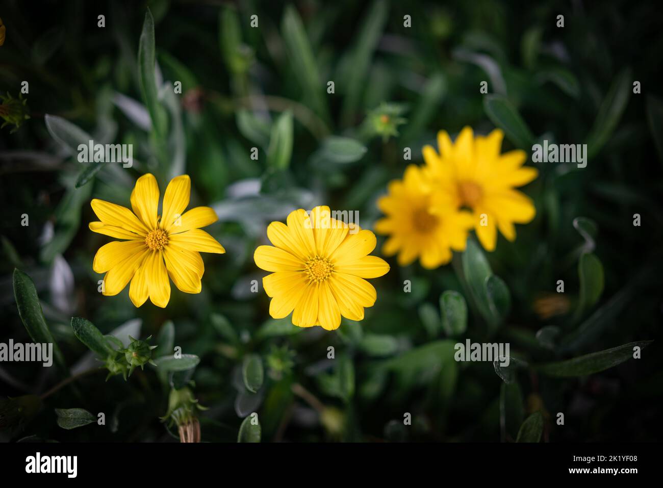 Anemone palmata leuchtend gelbe Blüten oder dunkelgrüne Blätter Hintergrund Stockfoto