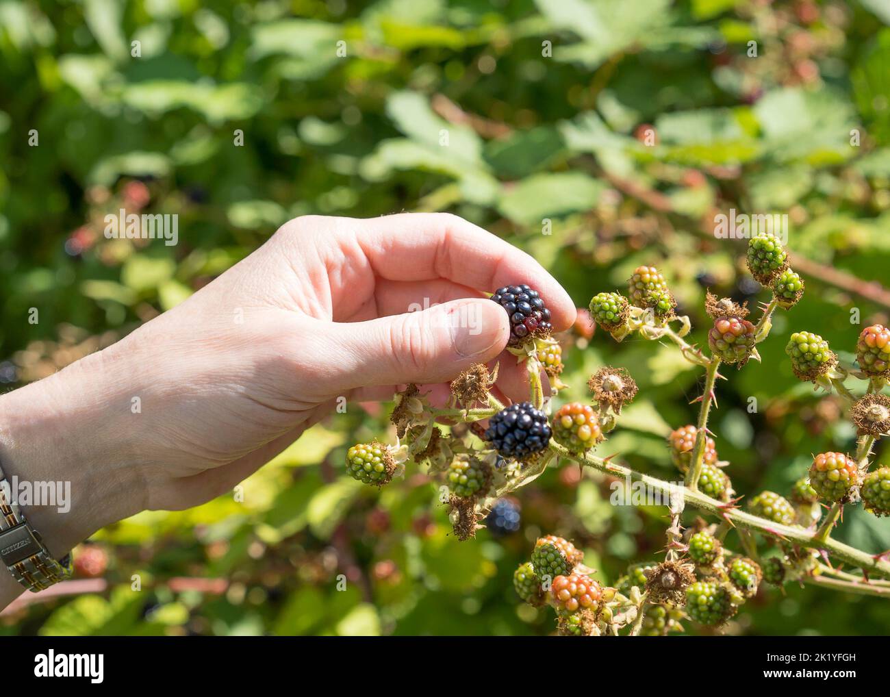 Nahaufnahme einer isolierten weiblichen Hand/Frau im Freien im Sommersonnenschein, die reife, wilde Brombeeren aus einem britischen Brombeerstrauch pflückt. Stockfoto