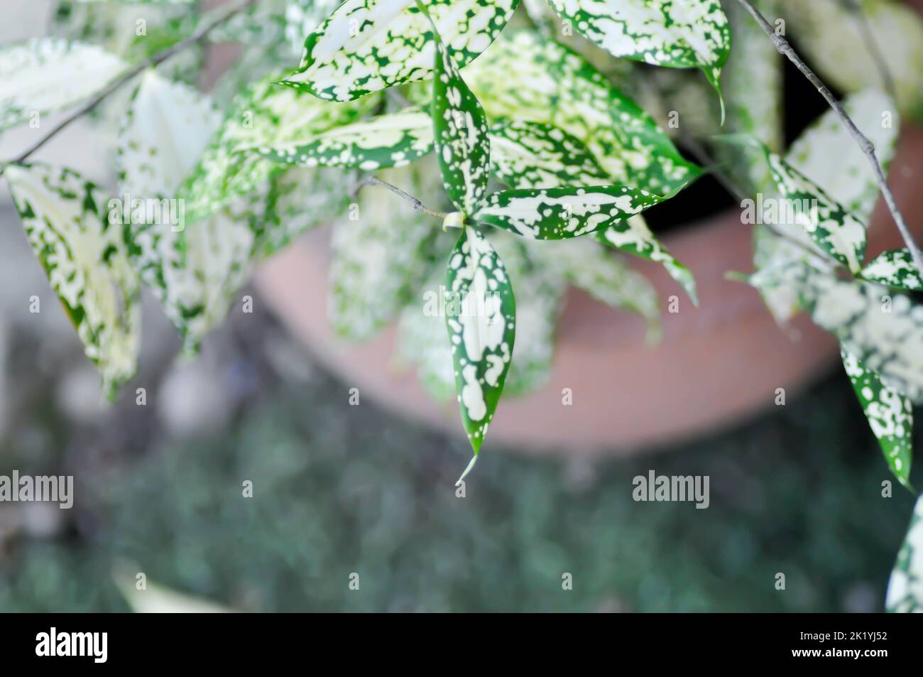 Dracaena surculosa Lindl, Goldstaub dracaena oder zweifarbige Pflanze