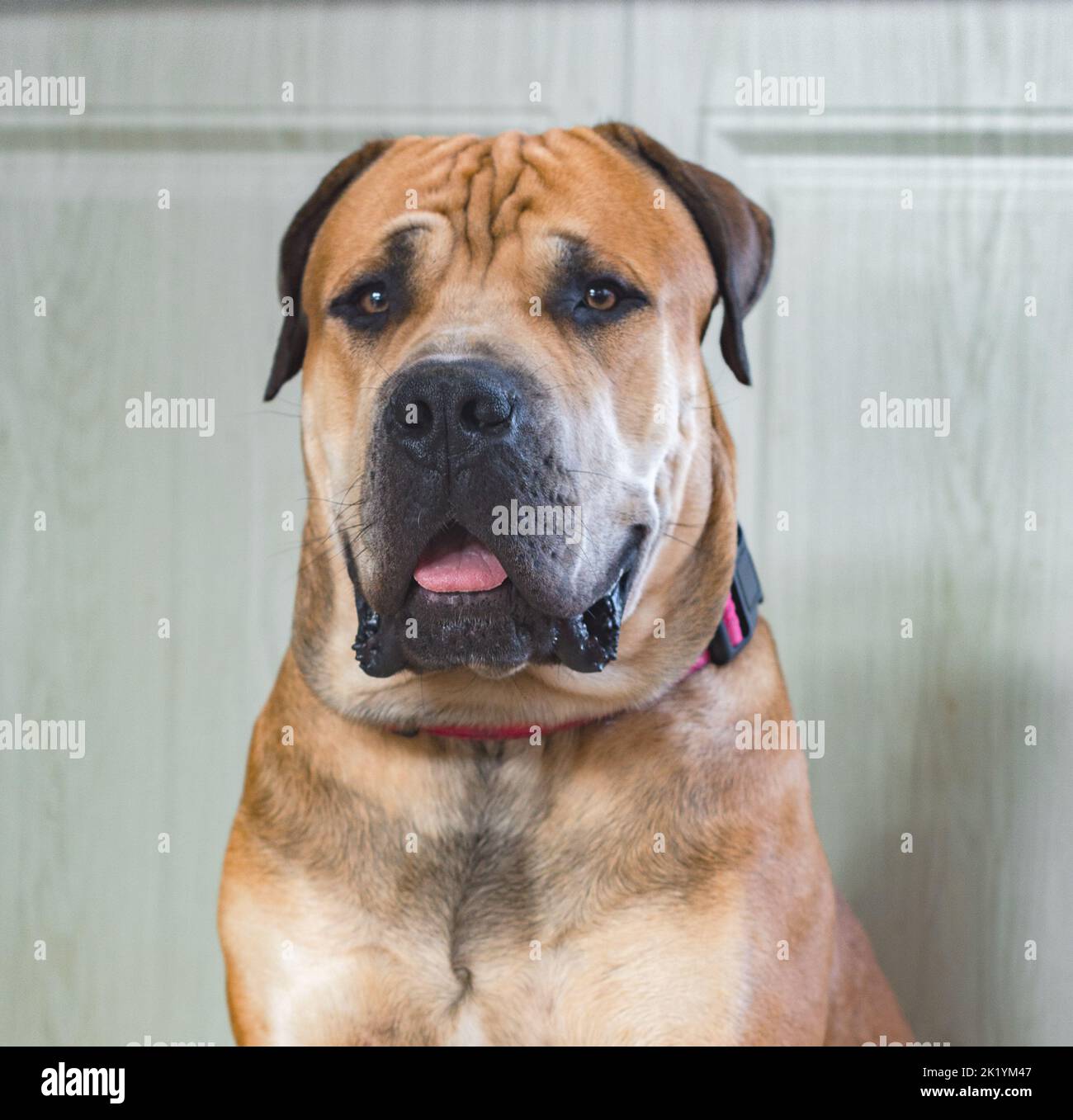 Boerboel oder Boerboel - eine Hunderasse, die aus Südafrika stammt, gehört zur Gruppe der Molosser, Mastiffe. Nahaufnahme Porträt Stockfoto