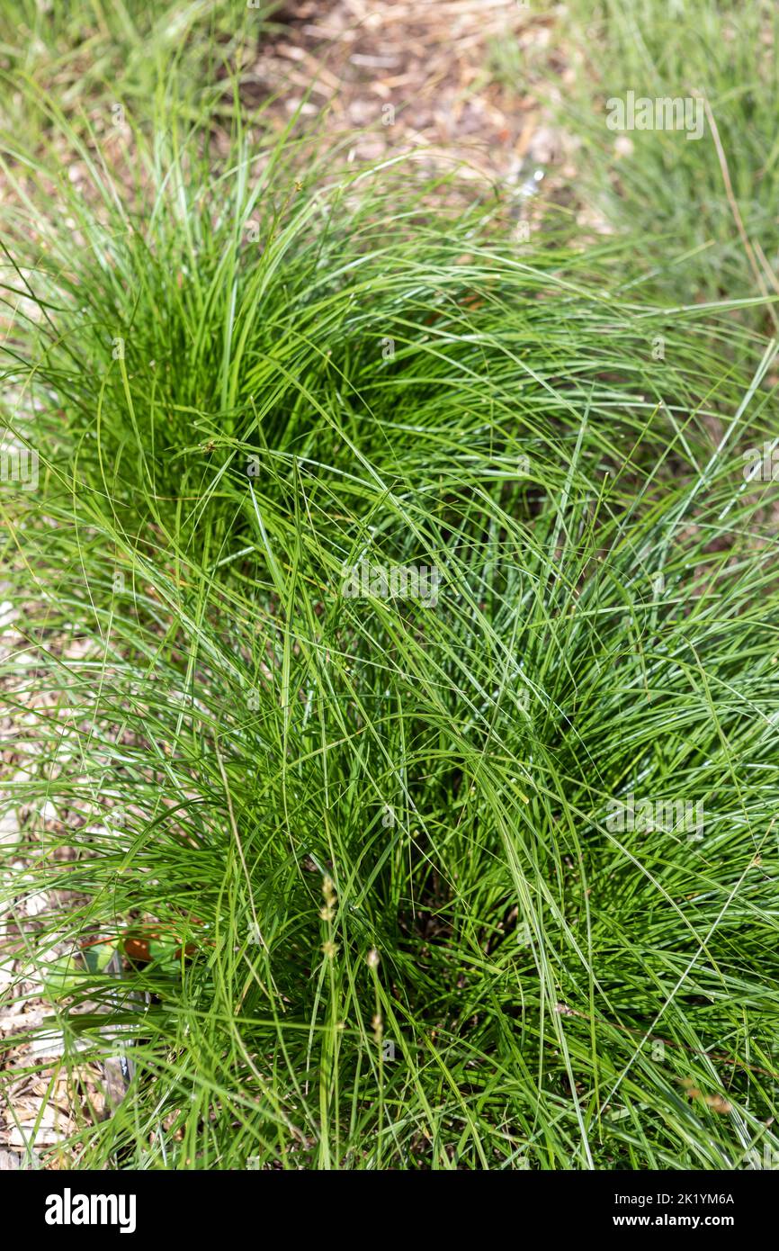 Immergrüne Blätter von Carex divulsa (graues Sedge, graues Sedge, europäisches Wiesensedge, Berkeley-Sedge) - ein einheimischer Sedge aus Großbritannien Stockfoto