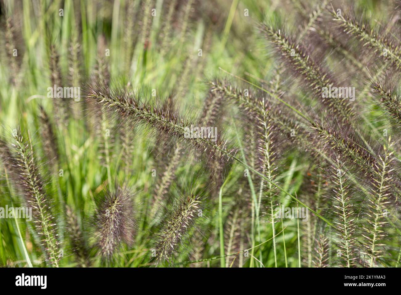 Pennisetum alopecuroides 'Dark Desire' (chinesisches Brunnengras) in Blüte. Ziergras mit dunkelviolett-schwarzen Blütenköpfen im Spätsommer Stockfoto