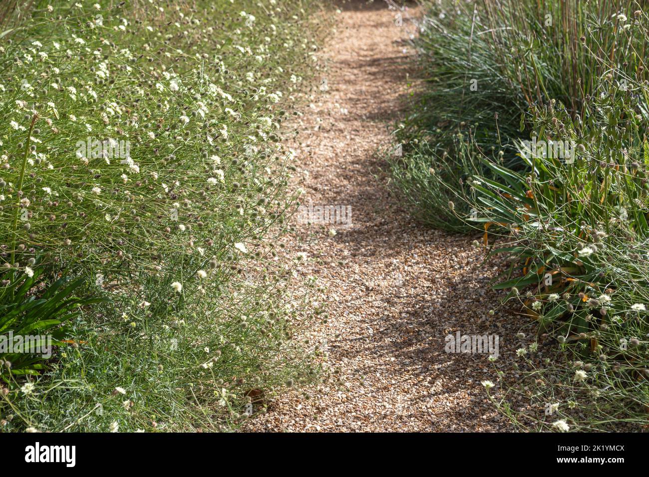 Trockener Garten - Kiesweg, flankiert von blühender Scabiosa columbaria var. ochroleuca (Nadelkissenblüte, blassgelbe Schotterblume) Stockfoto
