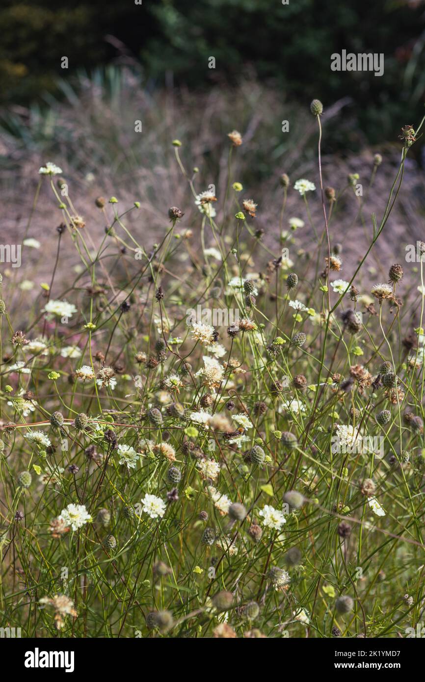 Scabiosa columbaria var. ochroleuca (Nadelkissenblüte, blassgelbe Schabenkelblume) Stockfoto