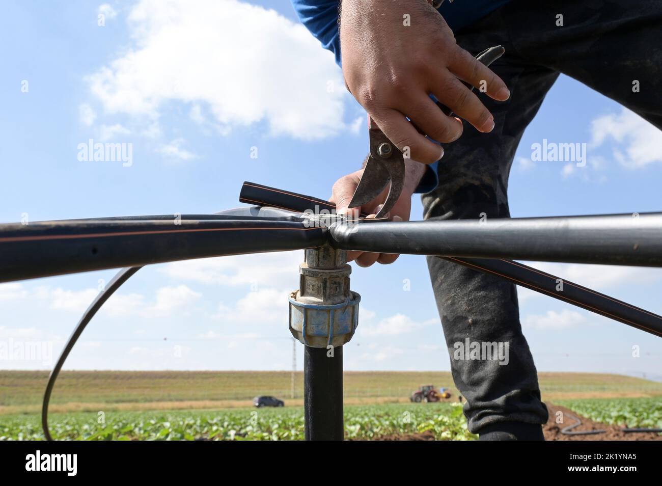 ISRAEL, Kibbuz Farm, Schlauchverlegung zur Tropfbewässerung mit recyceltem Abwasser / Kibuz Farm, legen von Schläuchen für Tröpfchenbewirtschaftung mit aufbereitetem Schmutzwasser aus einem Klärwerk Stockfoto