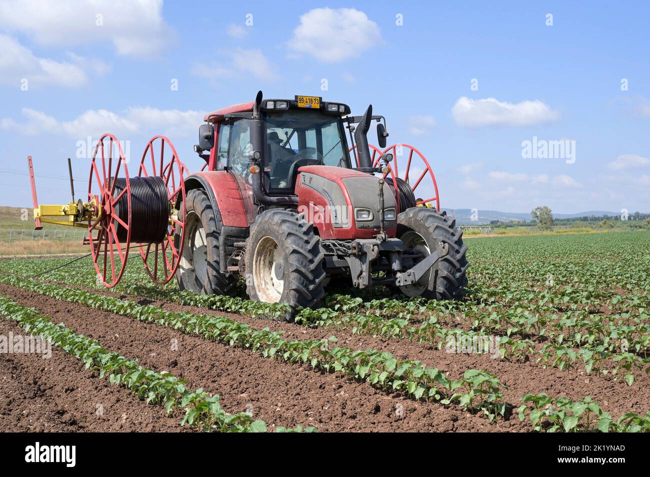 ISRAEL, Kibbuz Farm, Schlauchverlegung zur Tropfbewässerung mit recyceltem Abwasser aus Kläranlage in Baumwollfeld / Kibuz Farm, legen von Schläuchen für Tröpfchenbewirtschaftung mit aufbereitetem Schmutzwasser aus einem Klärwerk in einem Baumwollfeld Stockfoto