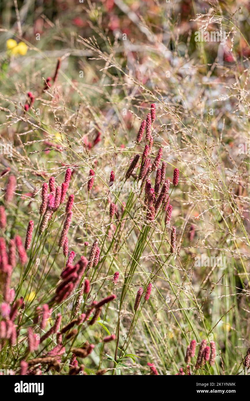 Sanguisorba 'Blackthorn' (burnett) in Blüte gegen Gräser Stockfoto