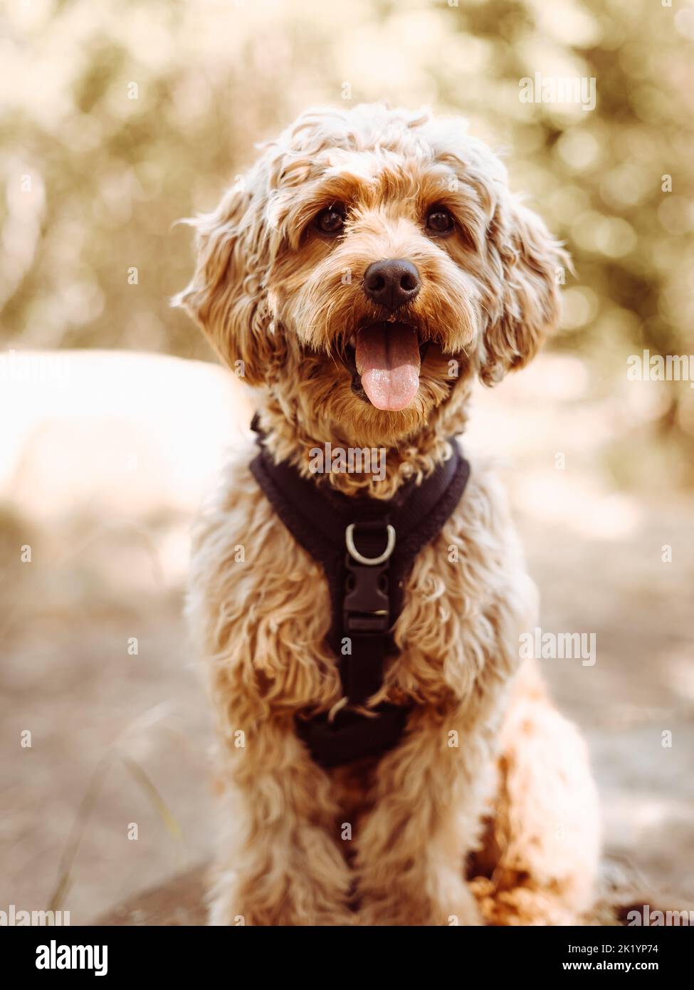 Cavapoo-Hund mit schwarzem Geschirr sitzt ruhig mit der Zunge nach außen und blickt geradeaus auf die Kamera. Hündin mit lockigen Pelz sitzt auf dem Stockfoto